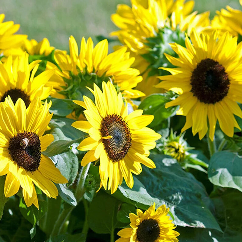 Dwarf Sunspot Short SunFlower 60+ Seeds~from “My Brooklyn Botanical Garden Club”