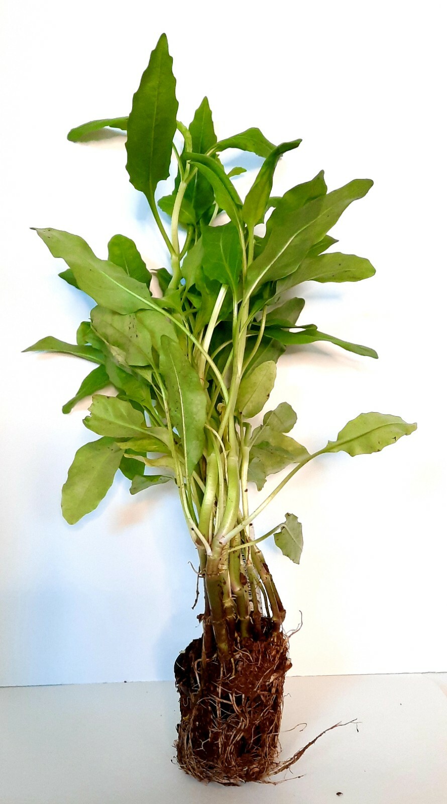 Live Cold Hardy Obedient Aquatic Pond/Bog Plant