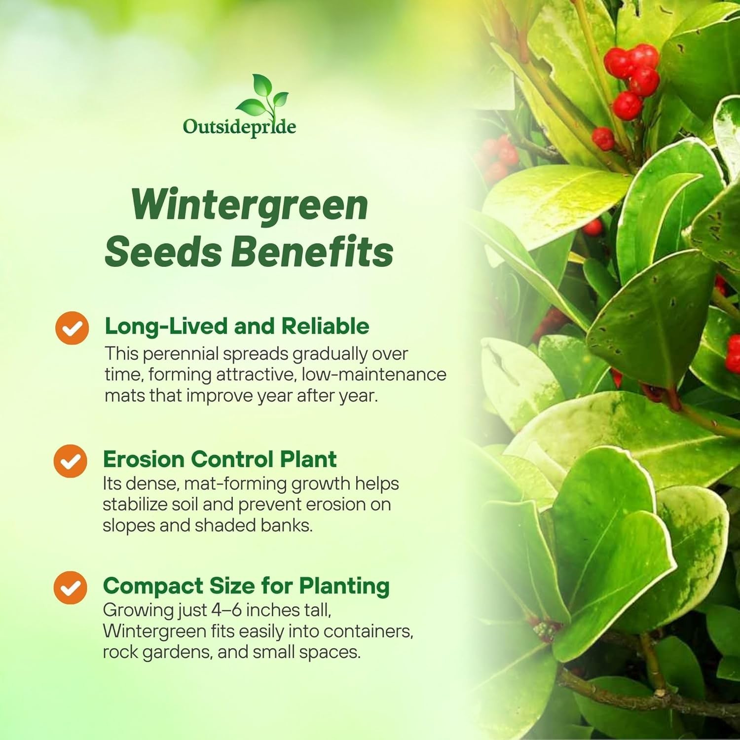500 Seeds Wintergreen Seeds – Wintergreen Ground Cover Seed