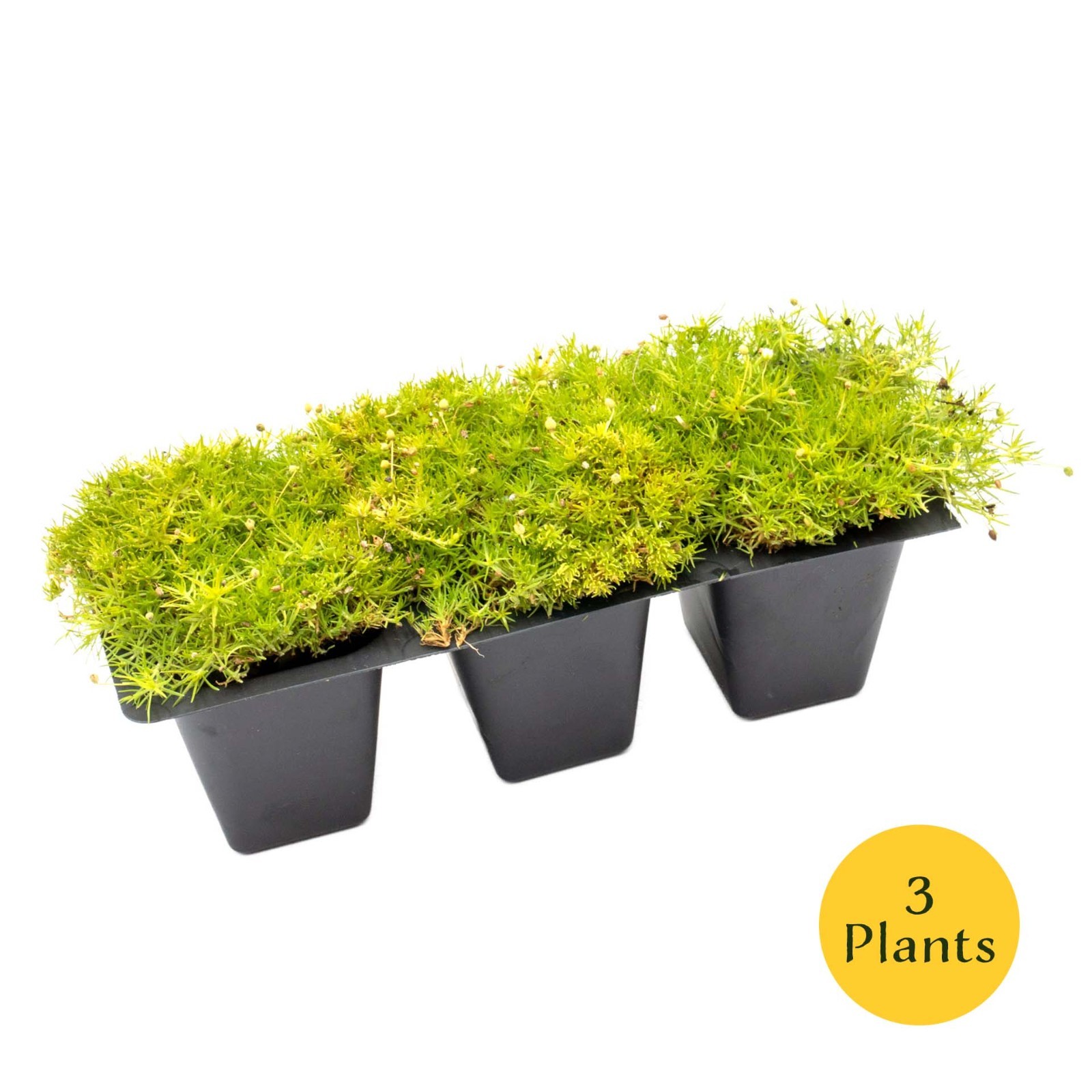 Scottish Moss (Sagina subulata ‘Aurea’) in 2.5” Nursery Cubes, Live Groundcover