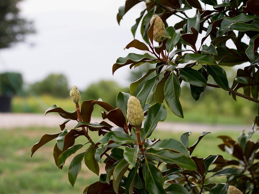 “‘Bracken’s Brown Beauty ” Southern Magnolia Tree~ 20-28 inch tall~Well Rooted