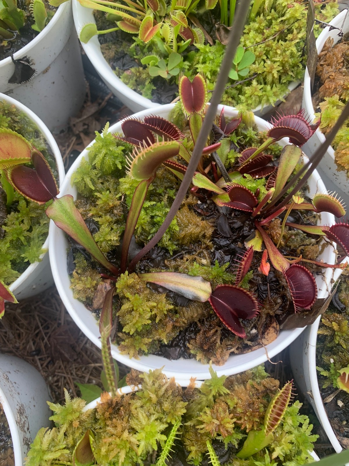100+ Venus Flytrap seeds + Maxsea plant food