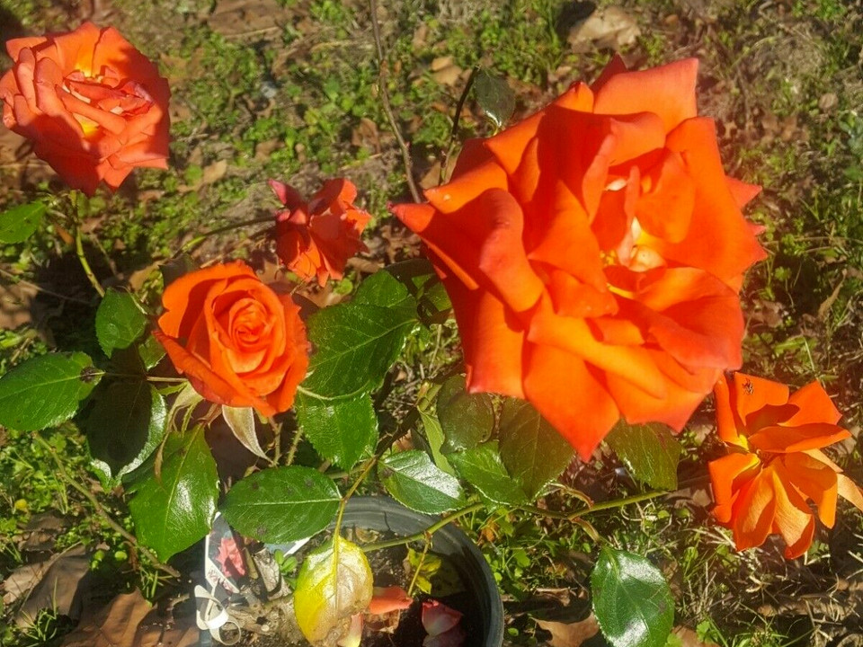 MARINA Everblooming Floribunda Salmon Orange Rose 1 Gal Bush Plants Plant Roses