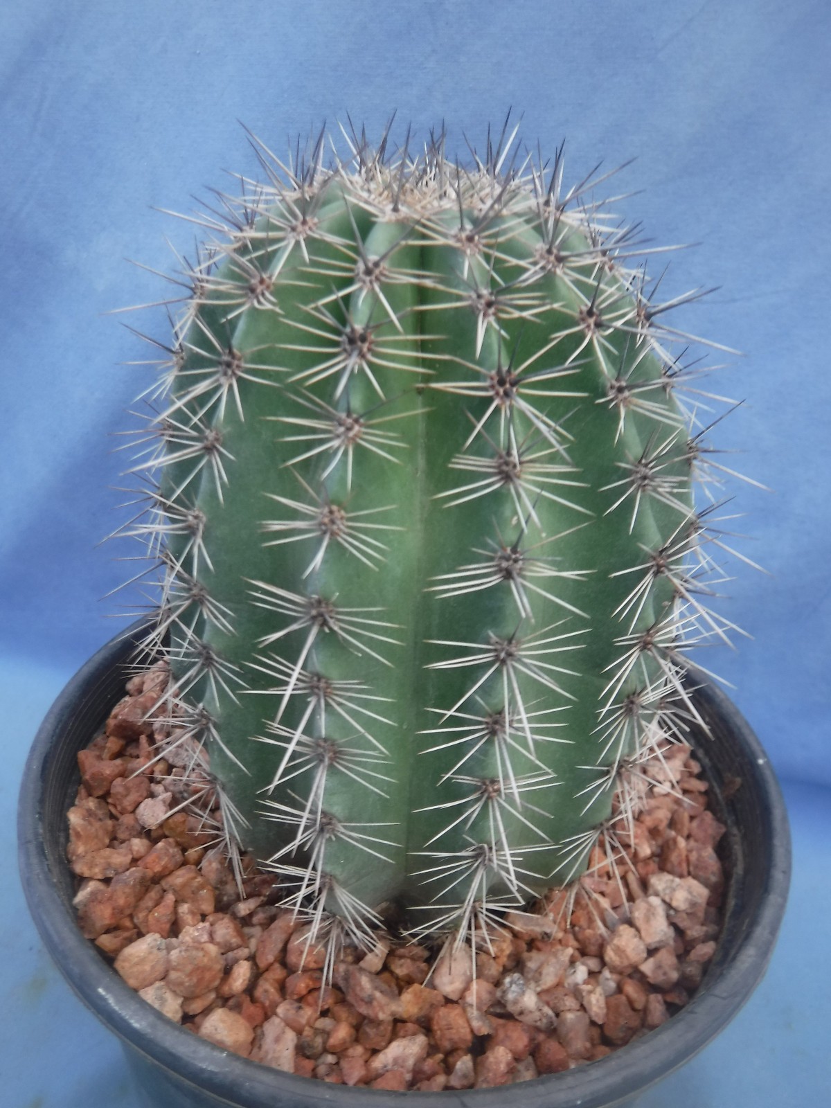 Saguaro Cactus NICE SPINES Carnegiea gigantea Succulent 5″-10″ Tall 8+ Years Old