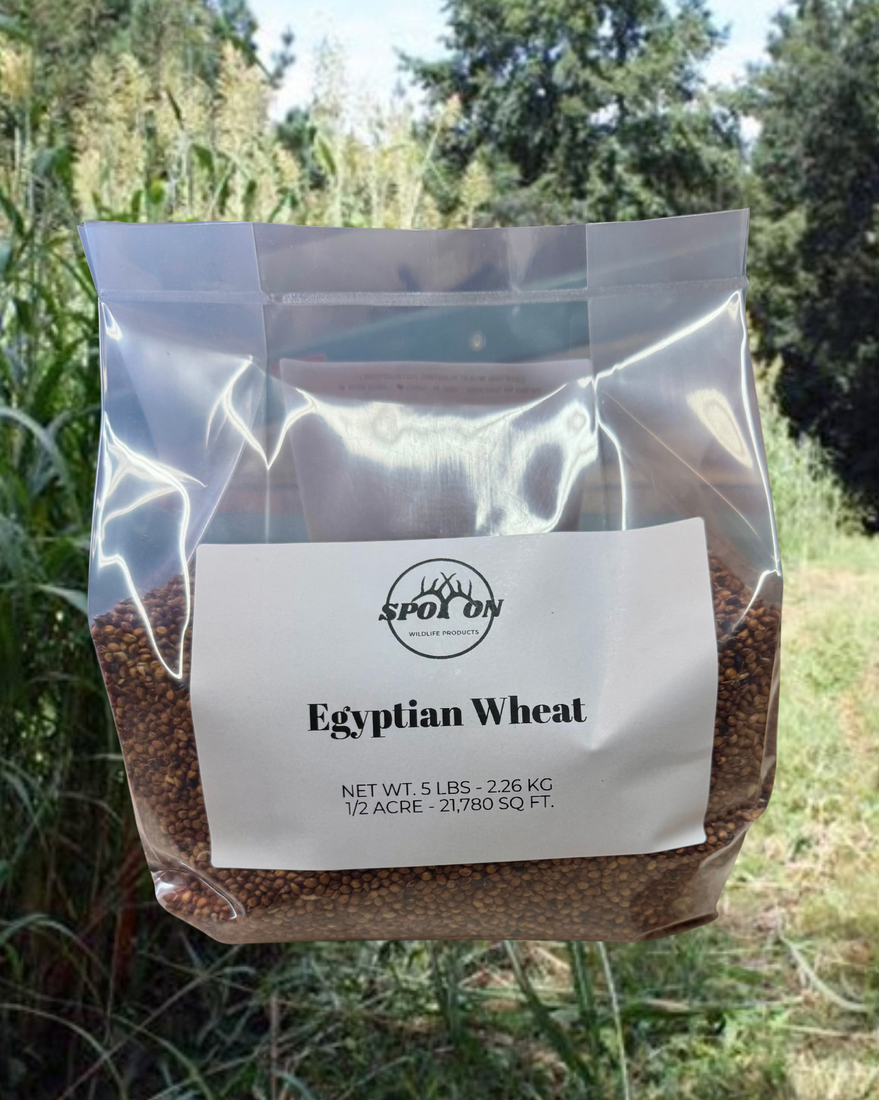 Egyptian Wheat seed for planting – habitat hunting screening 5lbs 1/4 Acre