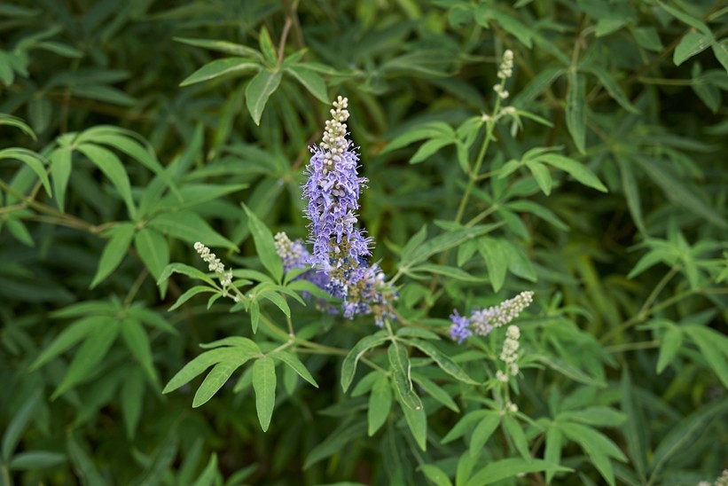 Vitex Chaste tree – Live Plants – Lilac Chasteberry
