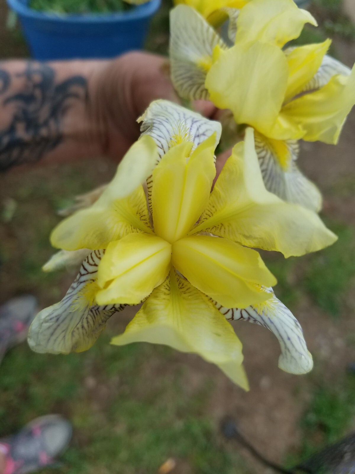 20x FRESH MIXED VARIETIES/COLORS BEARDED IRIS Bulbs/Rhizomes FRESH
