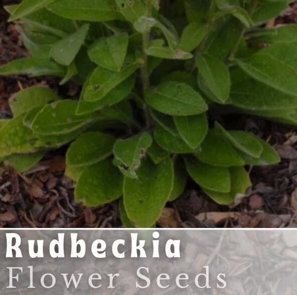 Sunset Black Rudbeckia Seeds 125+ Seeds Annual Flower Seeds Garden
