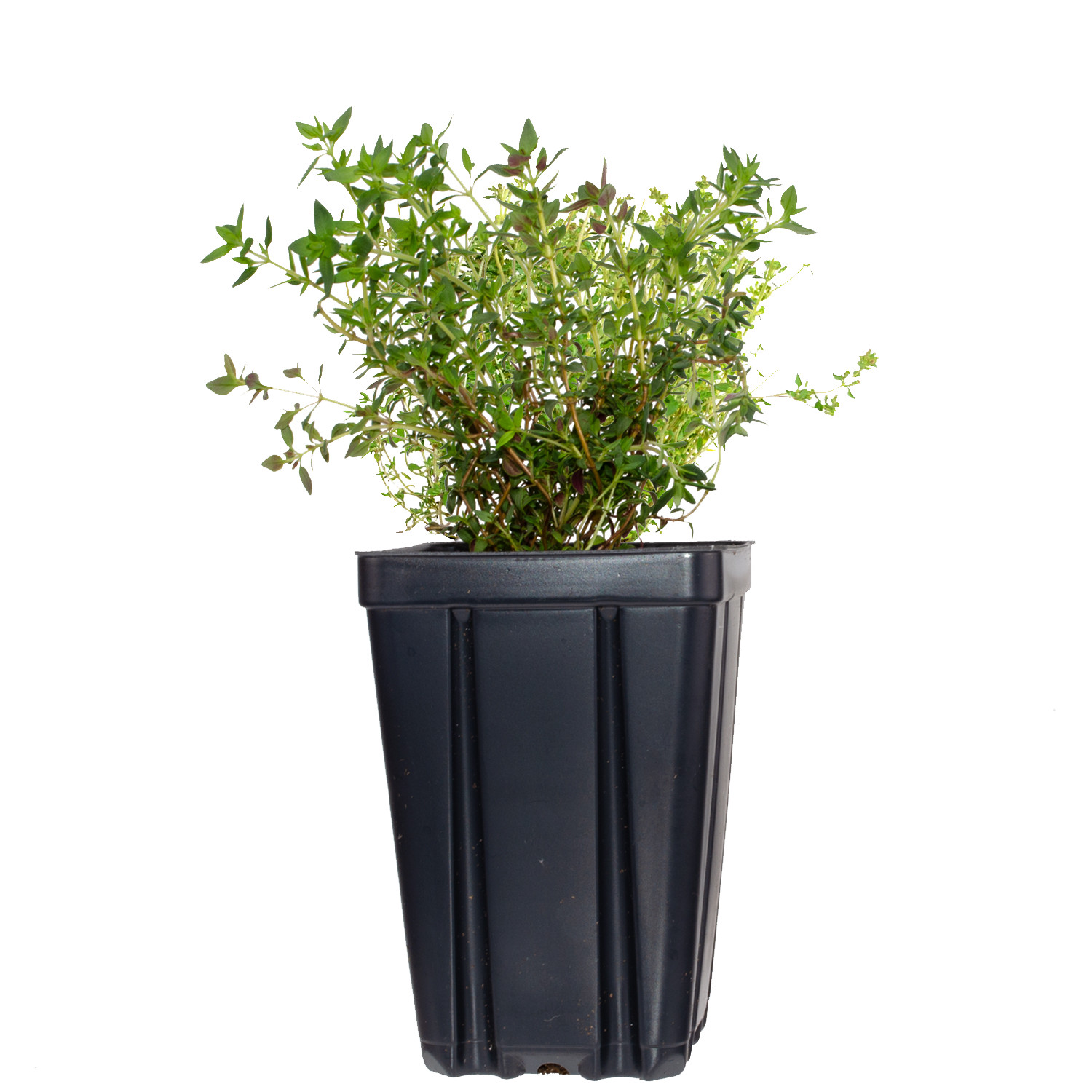 Set of 4 Herb Collection Live Plants Potted Rosemary, Thyme, Oregano, Sage
