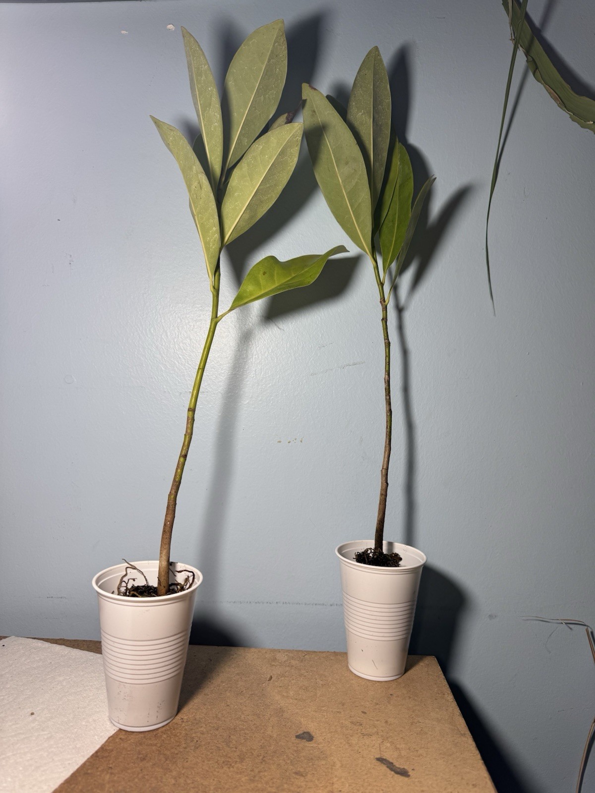 1 LIVE PLANT SOUTHERN MAGNOLIA BEST GIFT LIVE PLANT GUARANTEED