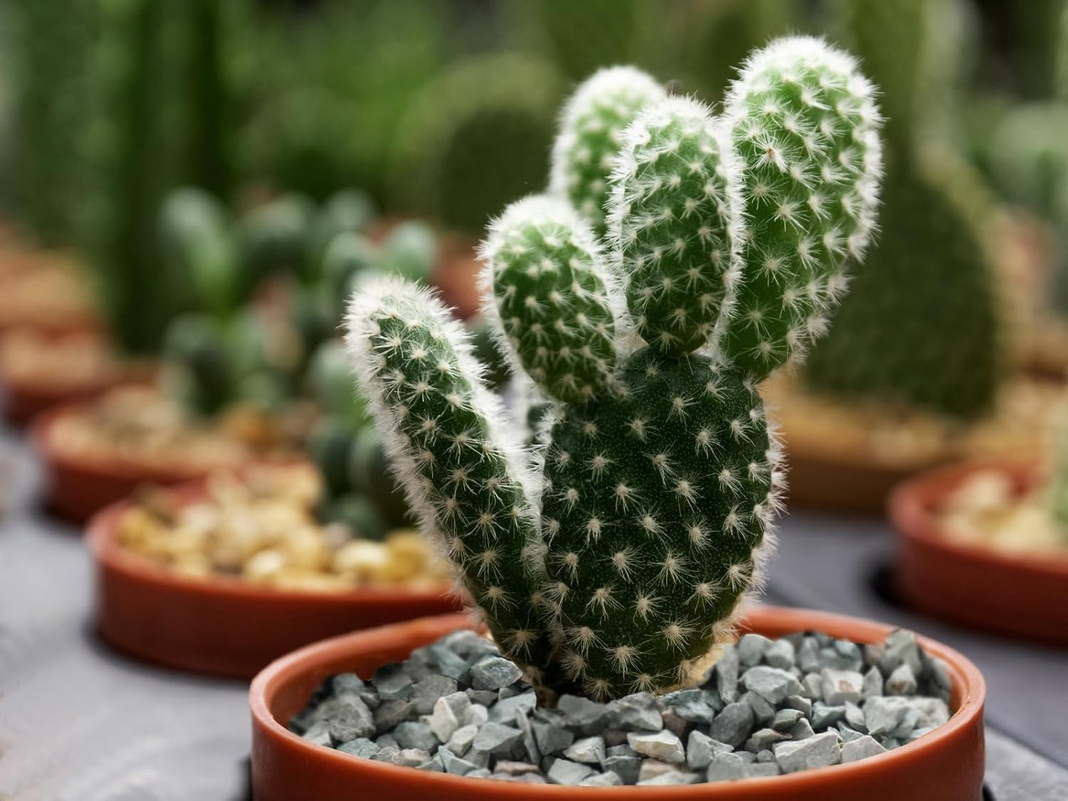 2Lb Succulents and Cactus Green Zeolite, Décor & Additive Rocks, Natural Decorat