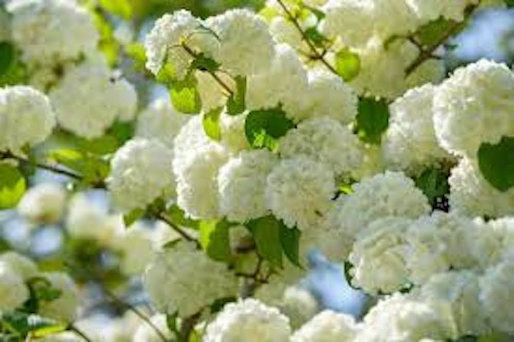 1 Japanese Snowball Plant 12-24″ Tall Viburnum plicatum Bare root