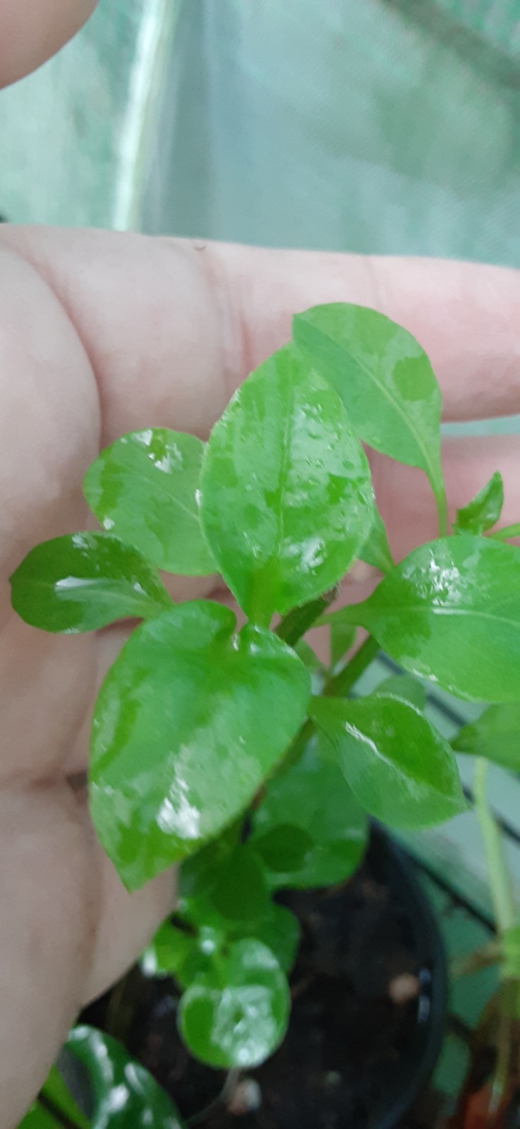 1 Brazilian Sisso Spinach (Alternanthera sissoo) Live Starter-READ LISTING