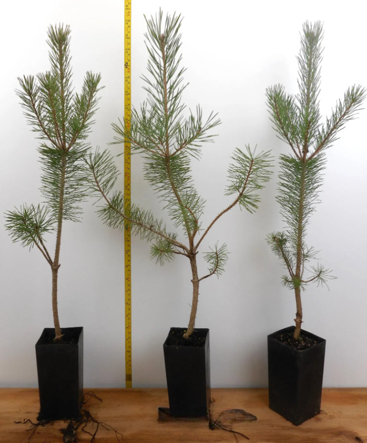 Live Scotch Pine Tree – 14–22″ Tall – Potted Tree – Ideal for Garden or Patio