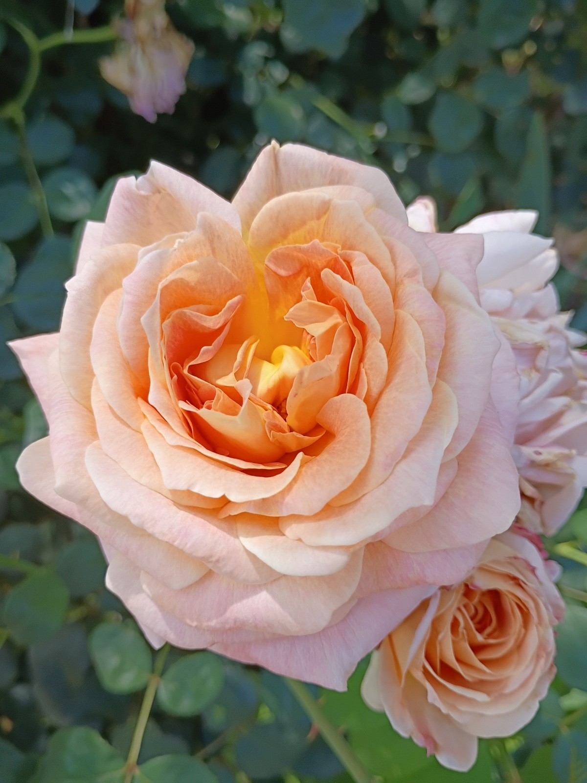 AUSap English Live Rose Live Plant Own- Root 6″ Deep Pot