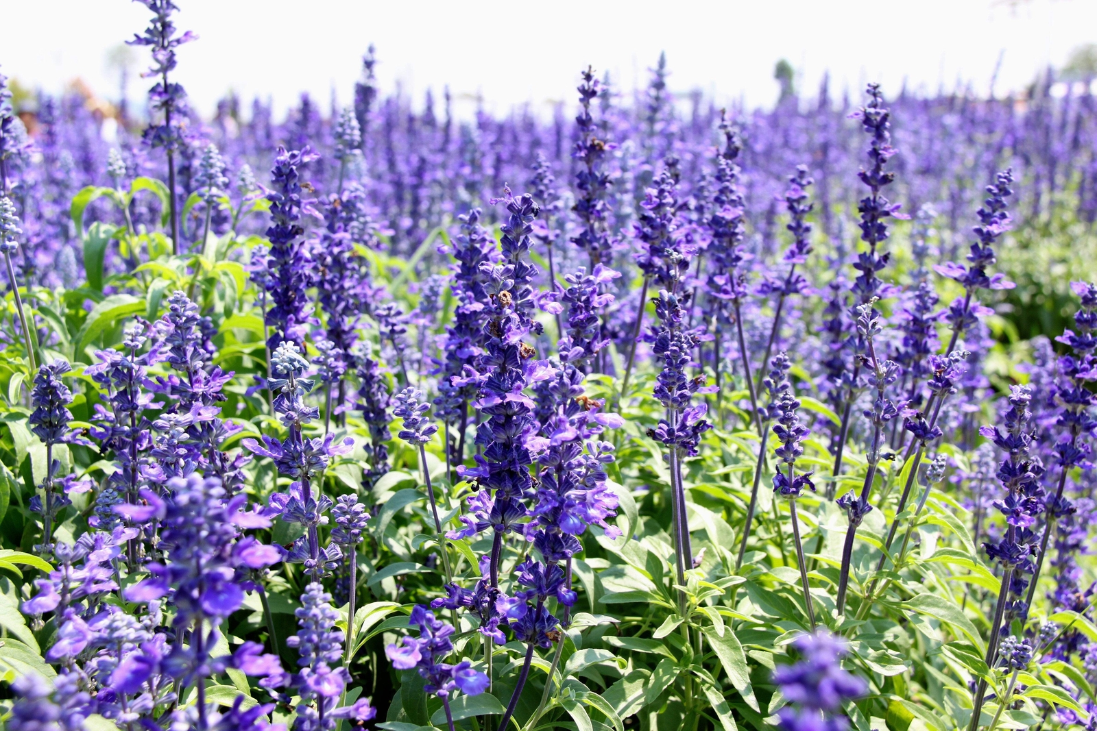 1000 TRUE BLUE HYSSOP Hyssopus Officinalis Thymus Herb Blue Violet Flower Seeds