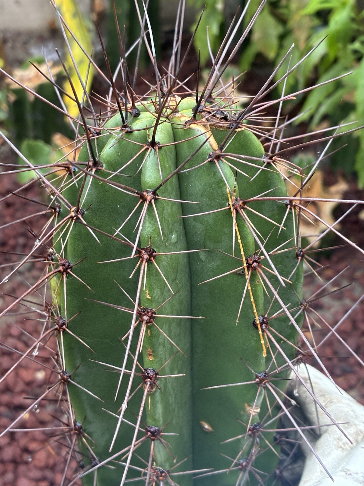 Stenocereus Queretaroensis Cactus Cutting