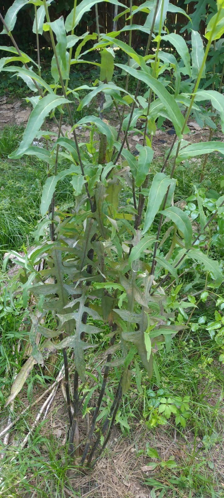 Lactuca Virosa Seeds