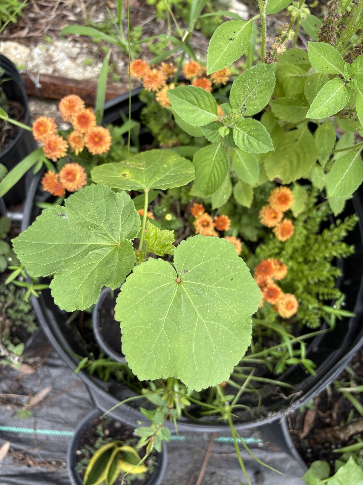 Clemson Spineless Okra Seedlings Shipped in Potted Soil – Fast‑Growing Heirloom