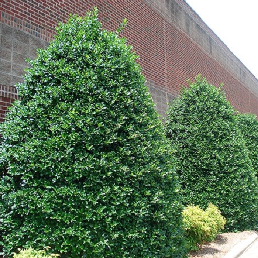 ( 1 ) – Nellie R. Stevens Holly Tree – Starter Plant – ( 1 live plant )