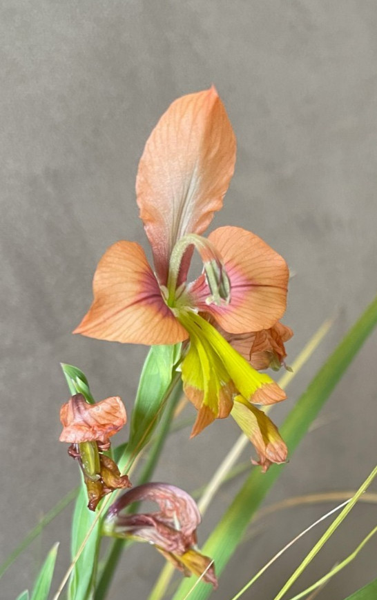 Bulbs A, CHOOSE 2: Babiana noctiflora, Gladiolus alatus, Moraea comptonii, more