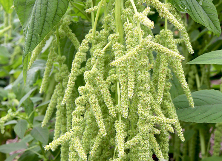 Amaranth GREEN TAILS Foxtail Tasselflower Amaranthus viridis Non-GMO 1000 Seeds!
