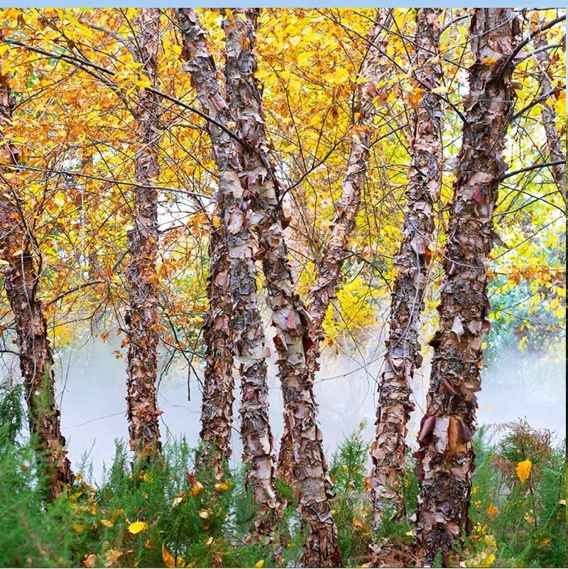 River Birch Tree Seeds Black Birch Betula Nigra Plant Fast Hardy Fall Color