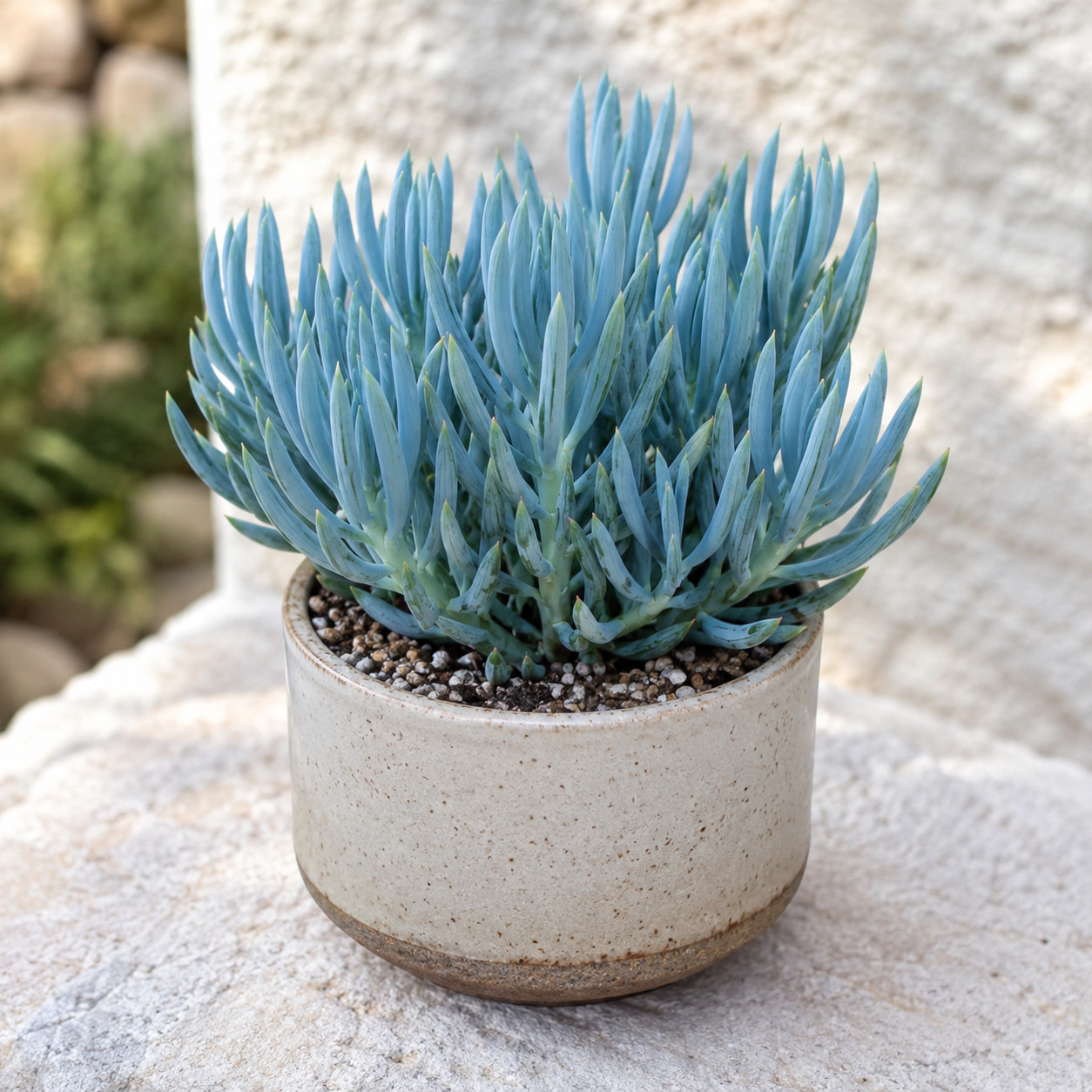 Blue Chalk Sticks Rare Succulent Indoor Outdoor Live Plant Unrooted Cutting 4″