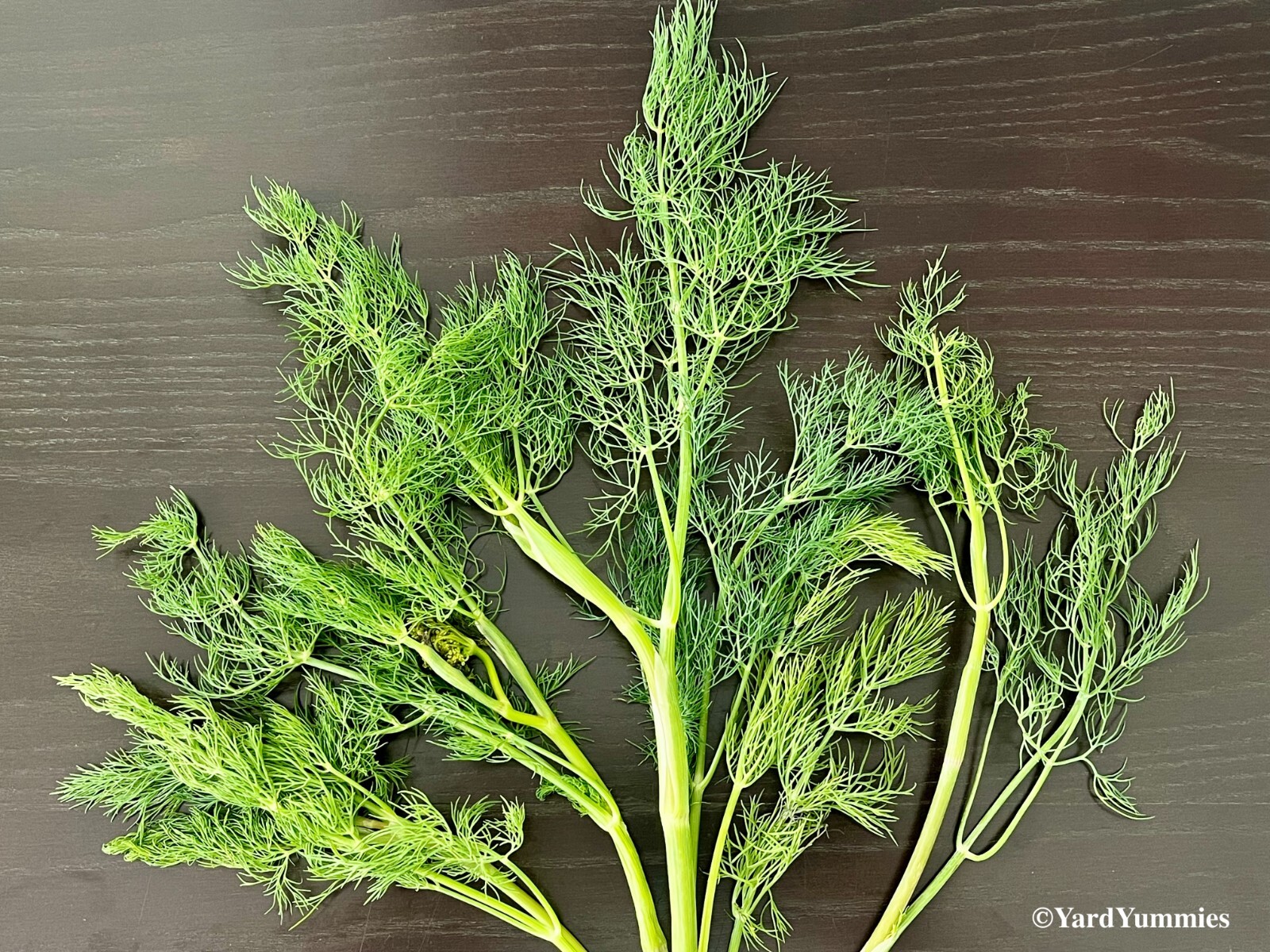 Bouquet Dill Herb Seeds- 300 SEEDS Heirloom Anethum Graveolens Naturally Grown