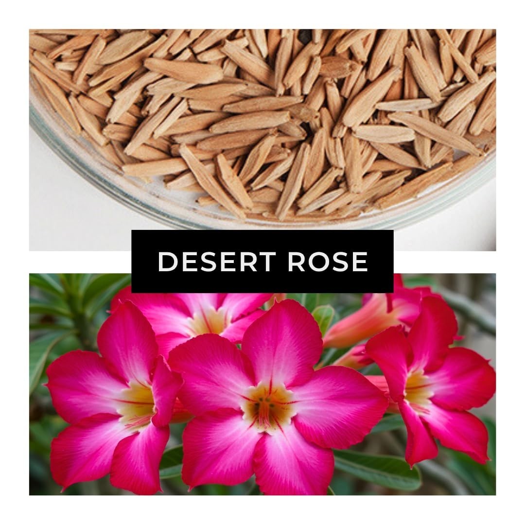 50 Adenium Obesum Seeds – Exotic Desert Rose for Indoor Bonsai & Outdoor Patio –