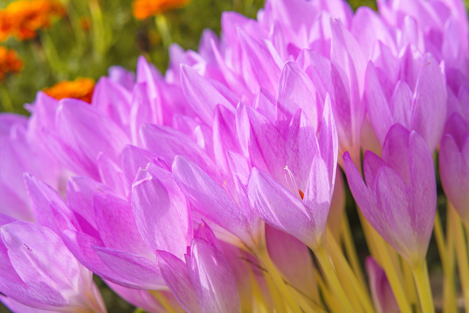 10 AUTUMN CROCUS Colchicum Autumnale Meadow Saffron Flower Seeds *Comb S/H