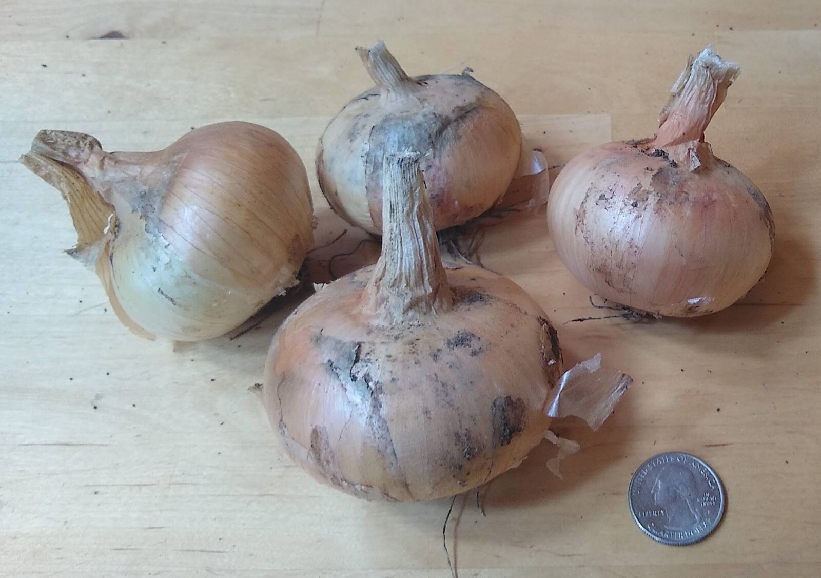 Potato Onion seeds ~ Open Pollinated Heirloom Multiplier Onions