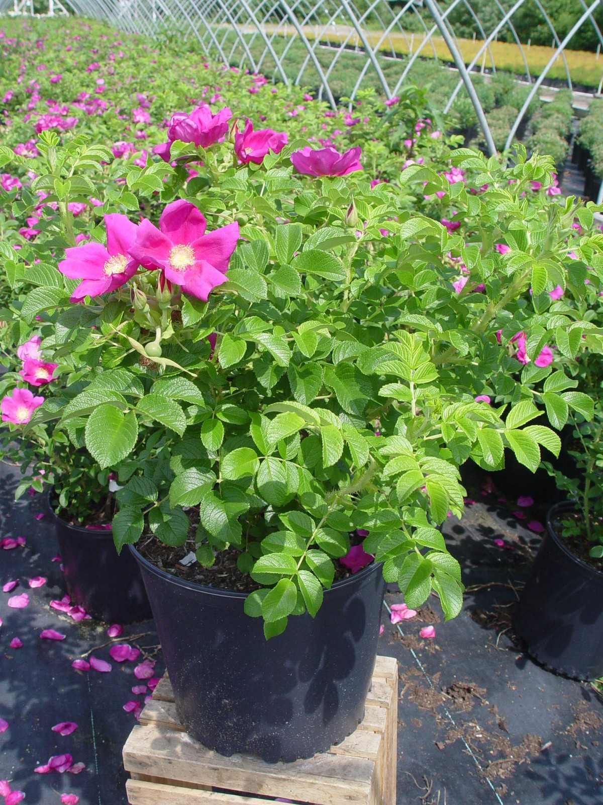 Rosa Rugosa Pink Flowering Rose #3 Container Size
