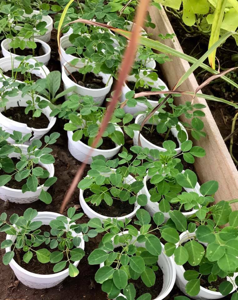 15″+ Grown Moringa Oleifera Plant Mature Edible Leaves Tree Potted + 10 Seeds