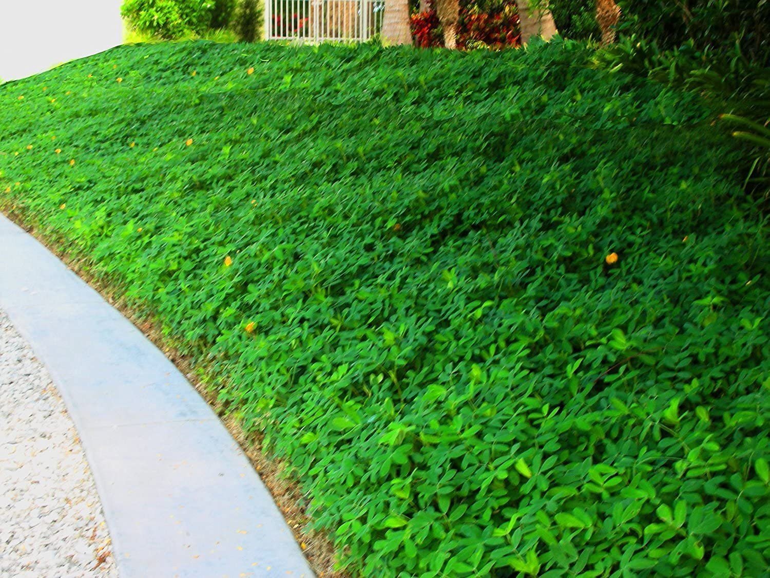 Ornamental Peanut Grass – 20 Live Fully Rooted Plants – Arachis Glabrata