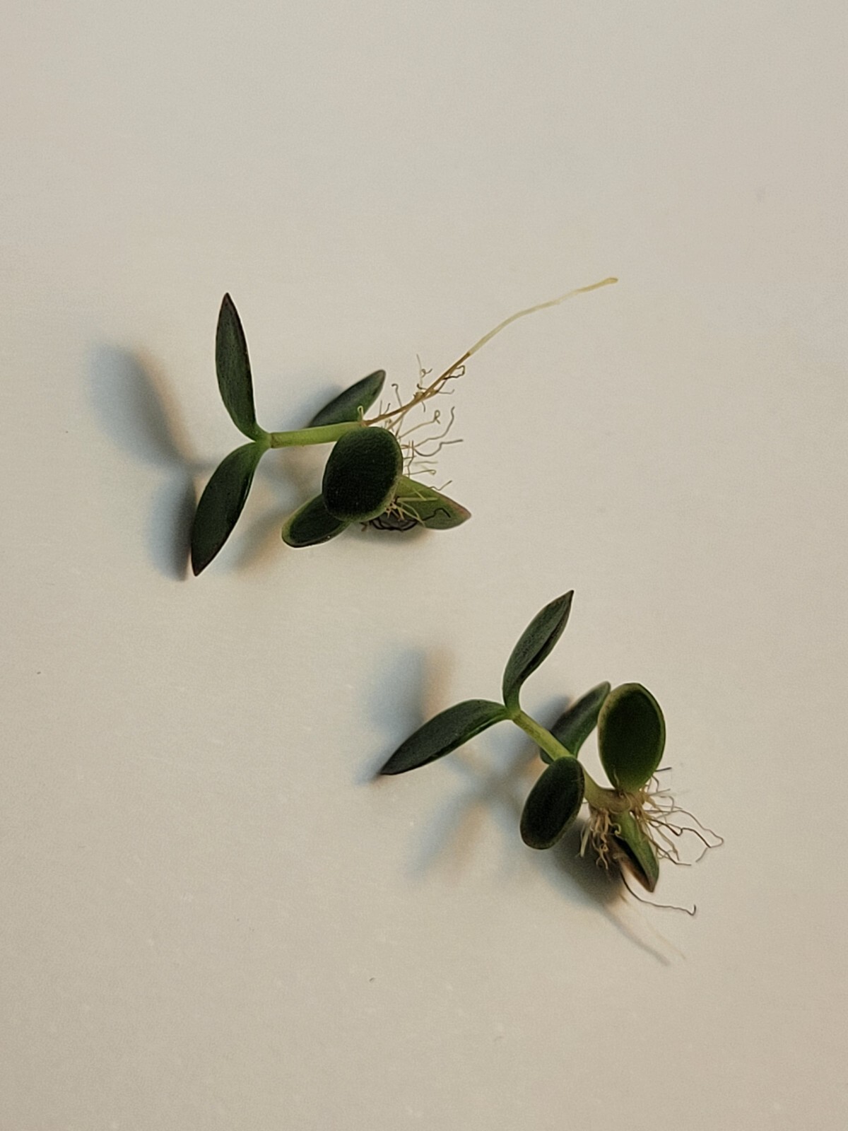 Kalanchoe Mother of Thousands Pups (2024) Six Baby Plantlets Pups Ready to Grow