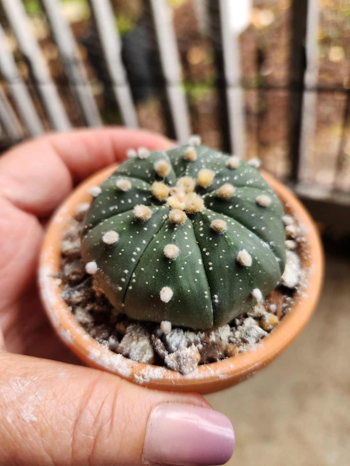 2 Astrophytum Asterias Sand Dollar Cacti