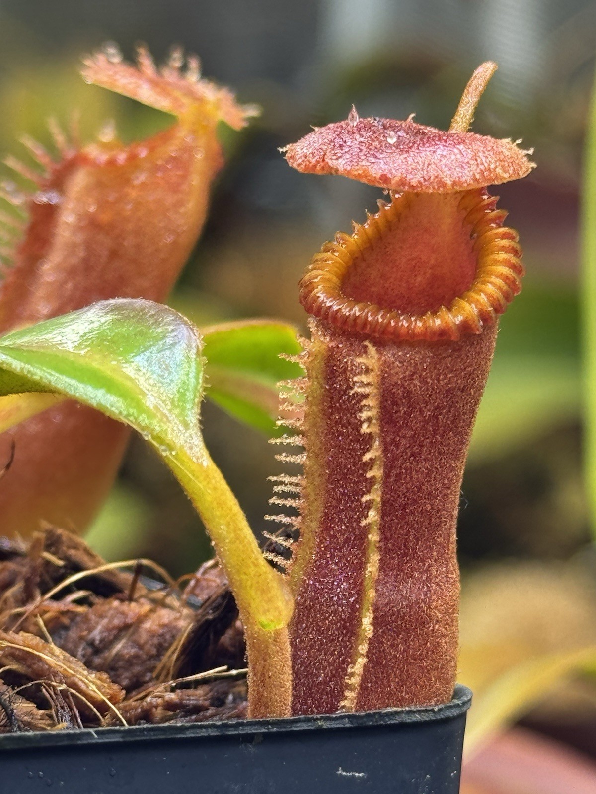Nepenthes Edwardsiana -seedgrown (ISC) Tambuyukon – Rare Toothy Highland Species