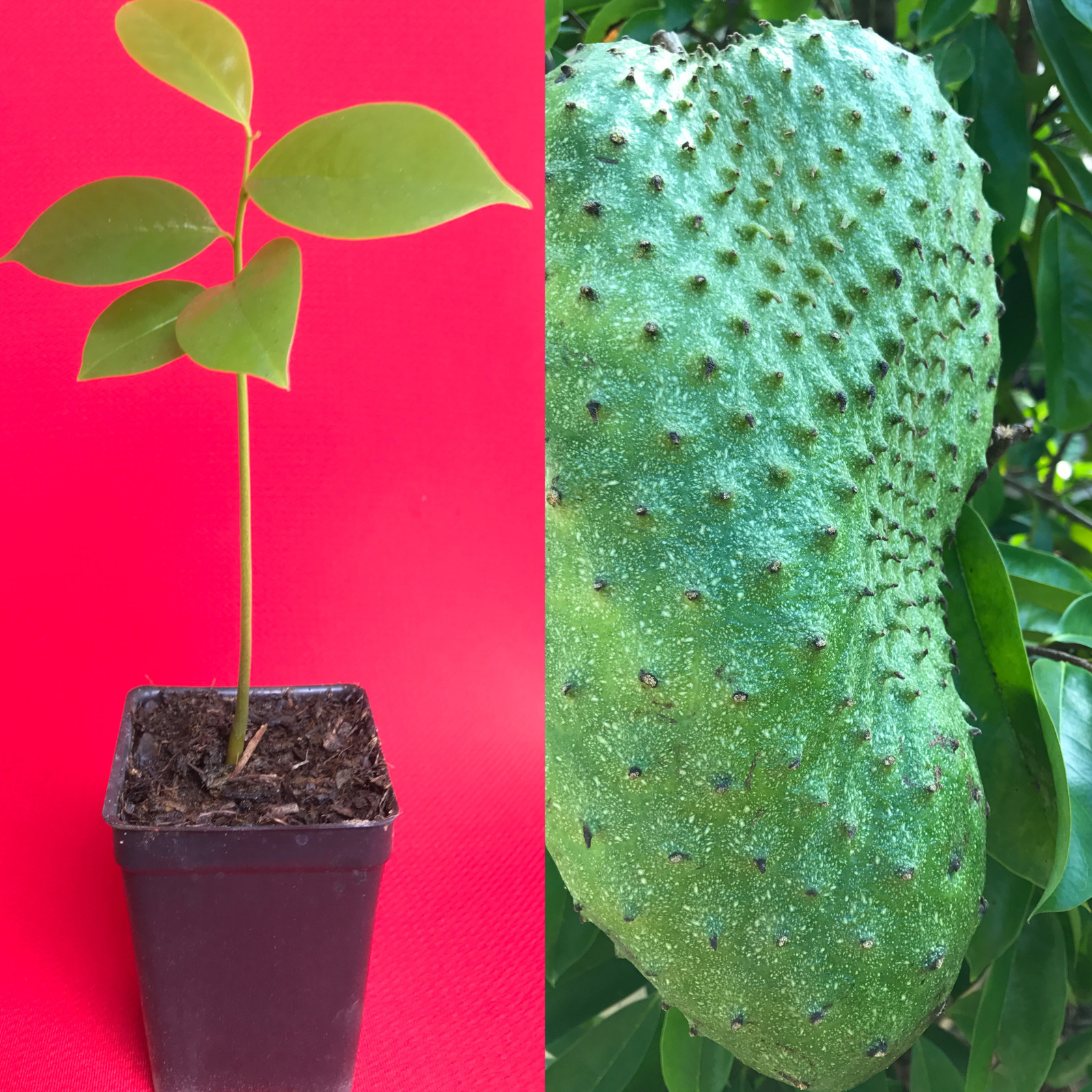 Annona Muricata Graviola Soursop Guanabana Potted Starter PLANT Tropical Tree