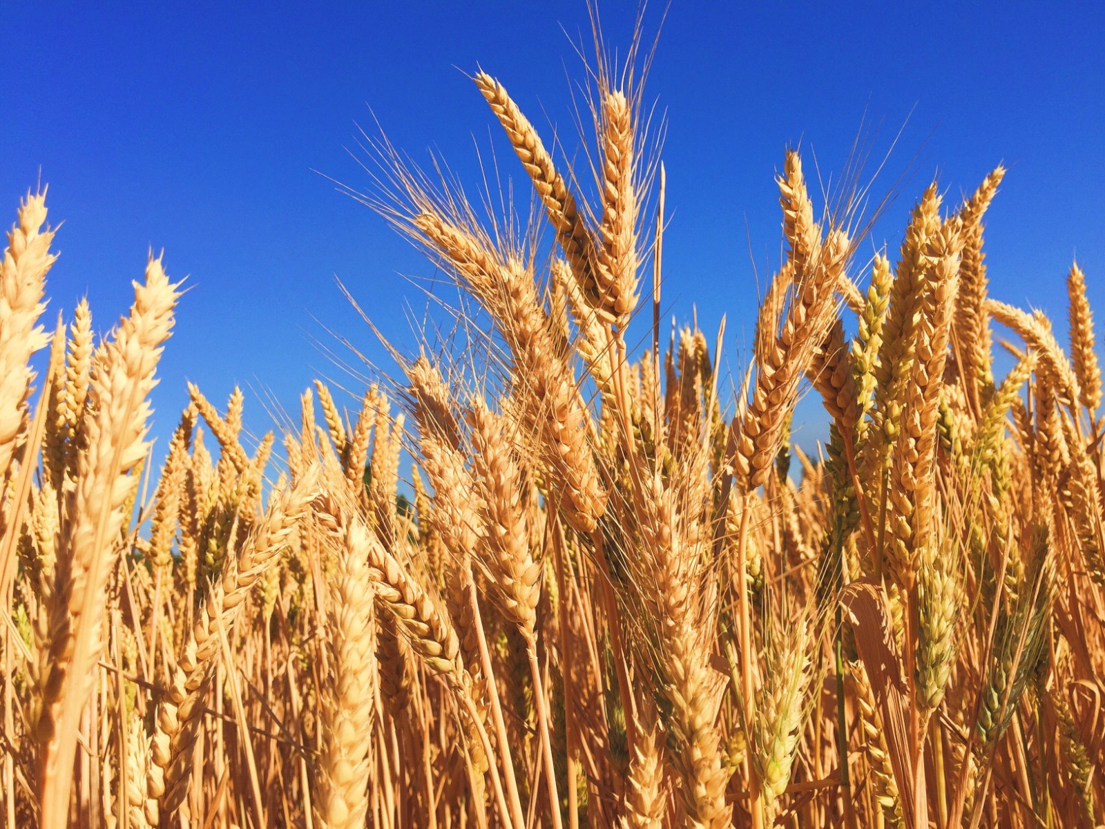 5 lbs. Winter Wheat Seeds for Wildlife Food Plots