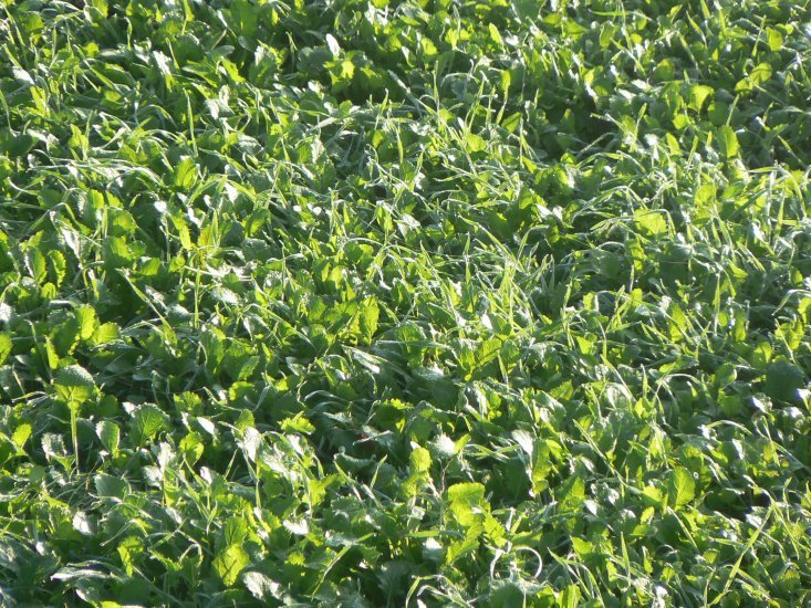 Appin Turnip Seed