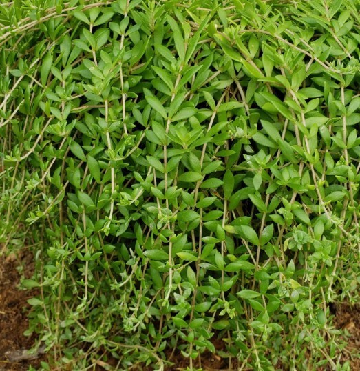 70 Cuttings Sedum Sarmentosum, Fast Growing, Creeping, Perennial, Live