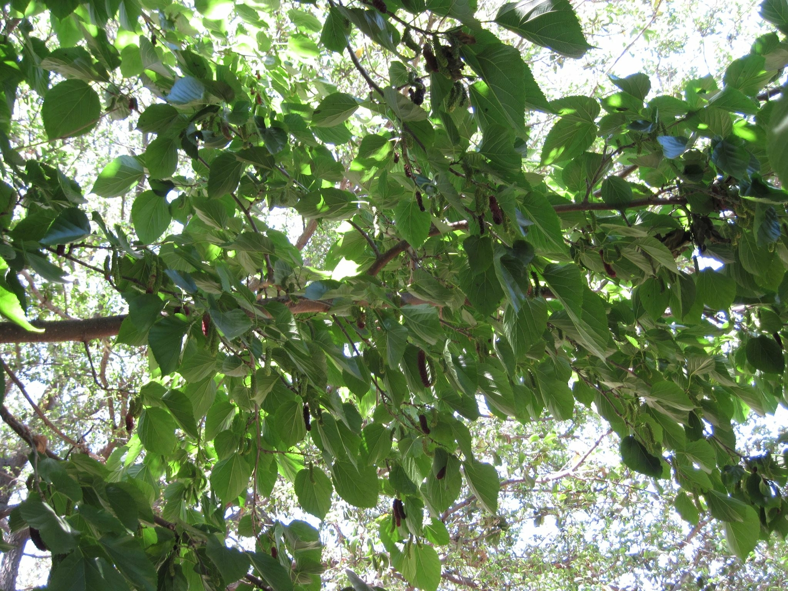 Mulberry Tree – ‘Illinois Everbearing’ – Live Plant, Excellent Fruit