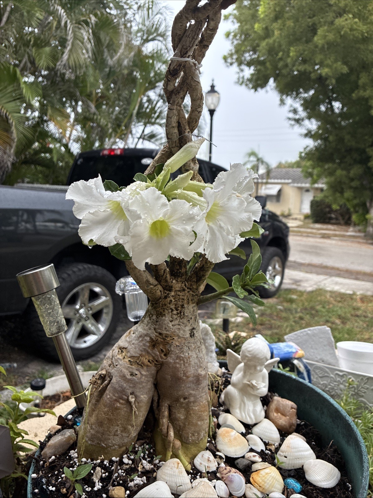 Beautiful White Adenium With Massive Caudex 12+ Years Plant