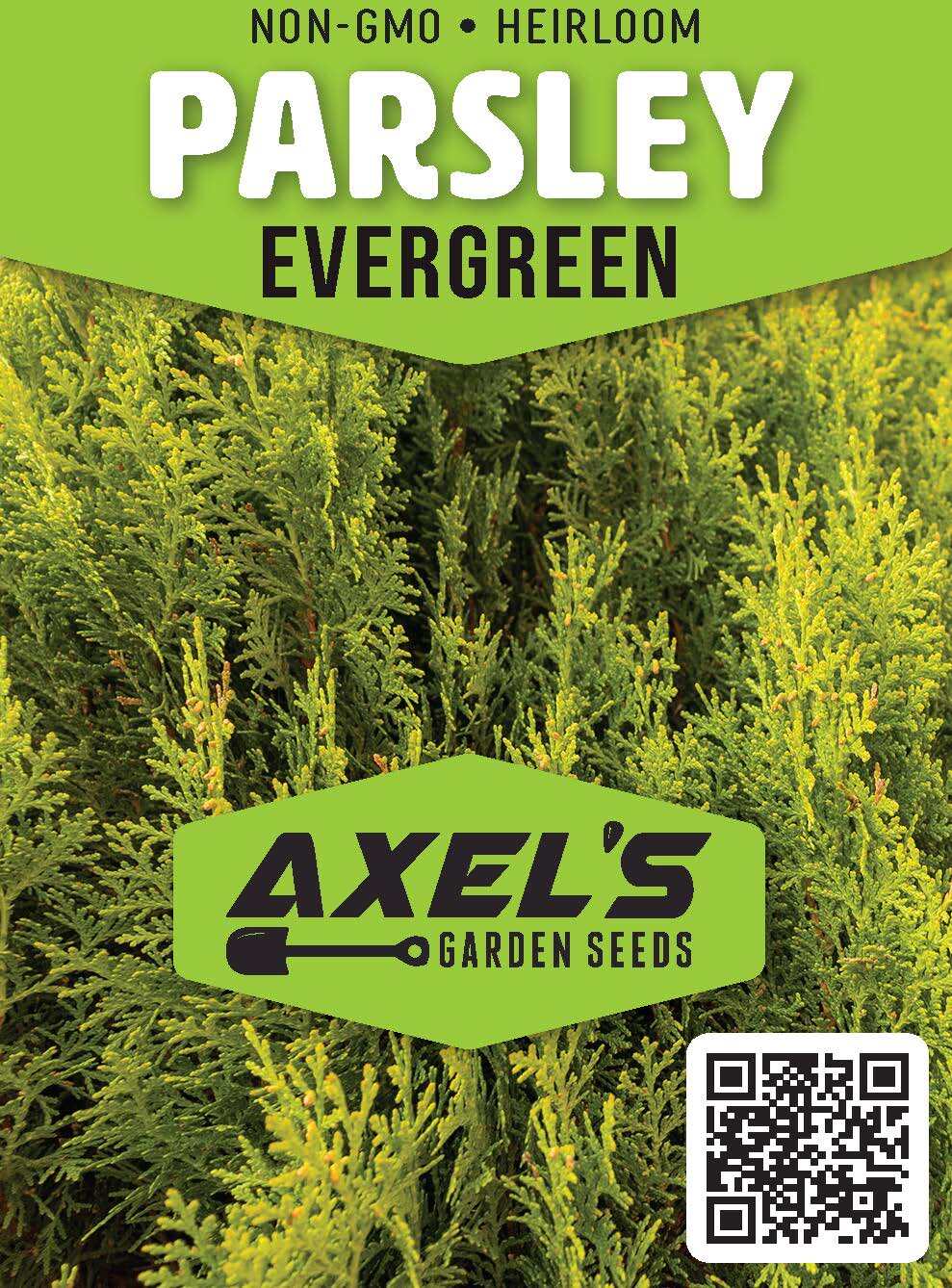 Evergreen Parsley Seeds | Heirloom | Non-GMO | Fresh Garden Seeds
