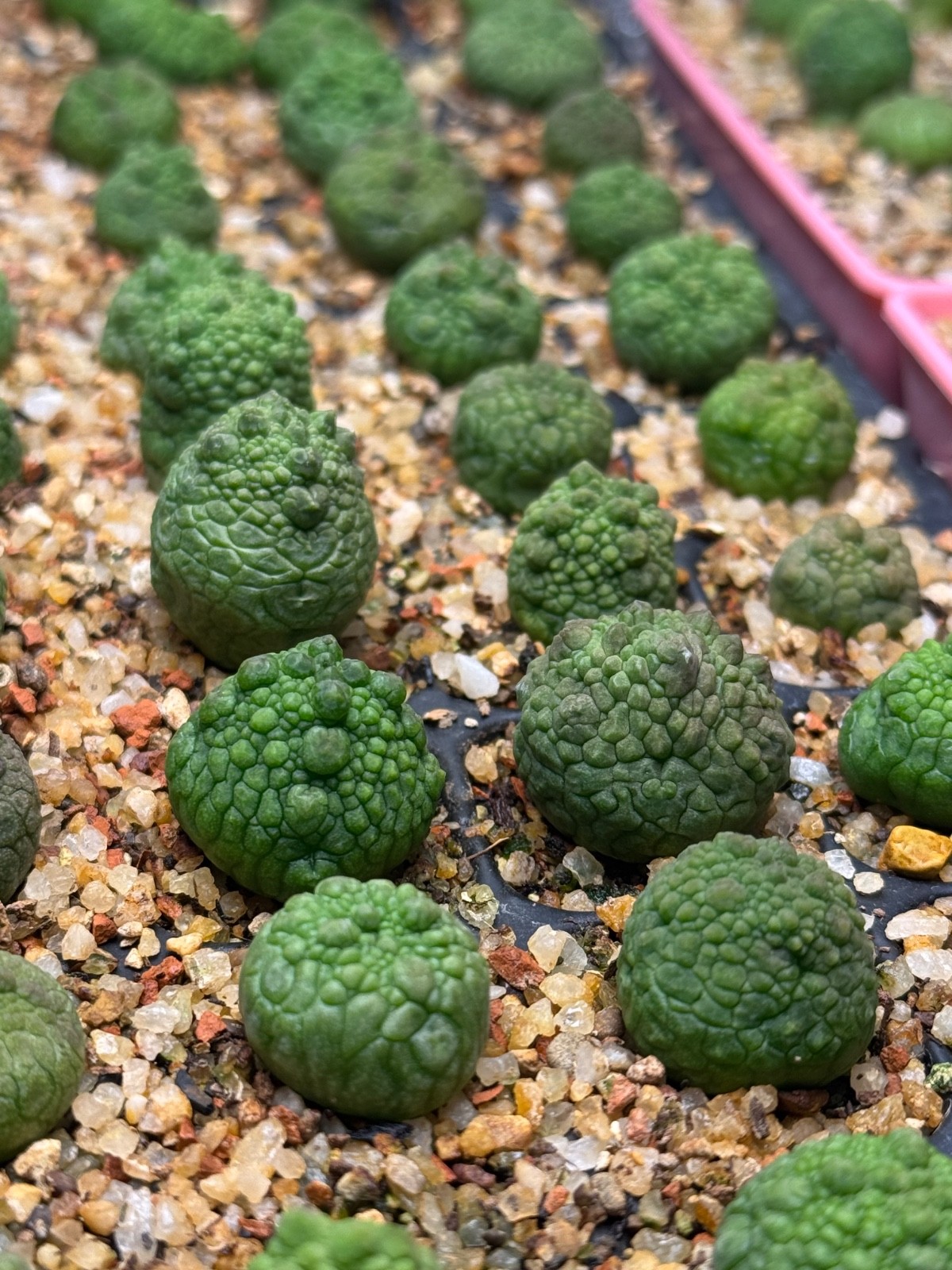 Pseudolithops eylensis Seedling Rare Succulent Live Plant 1” Seed Grown USA