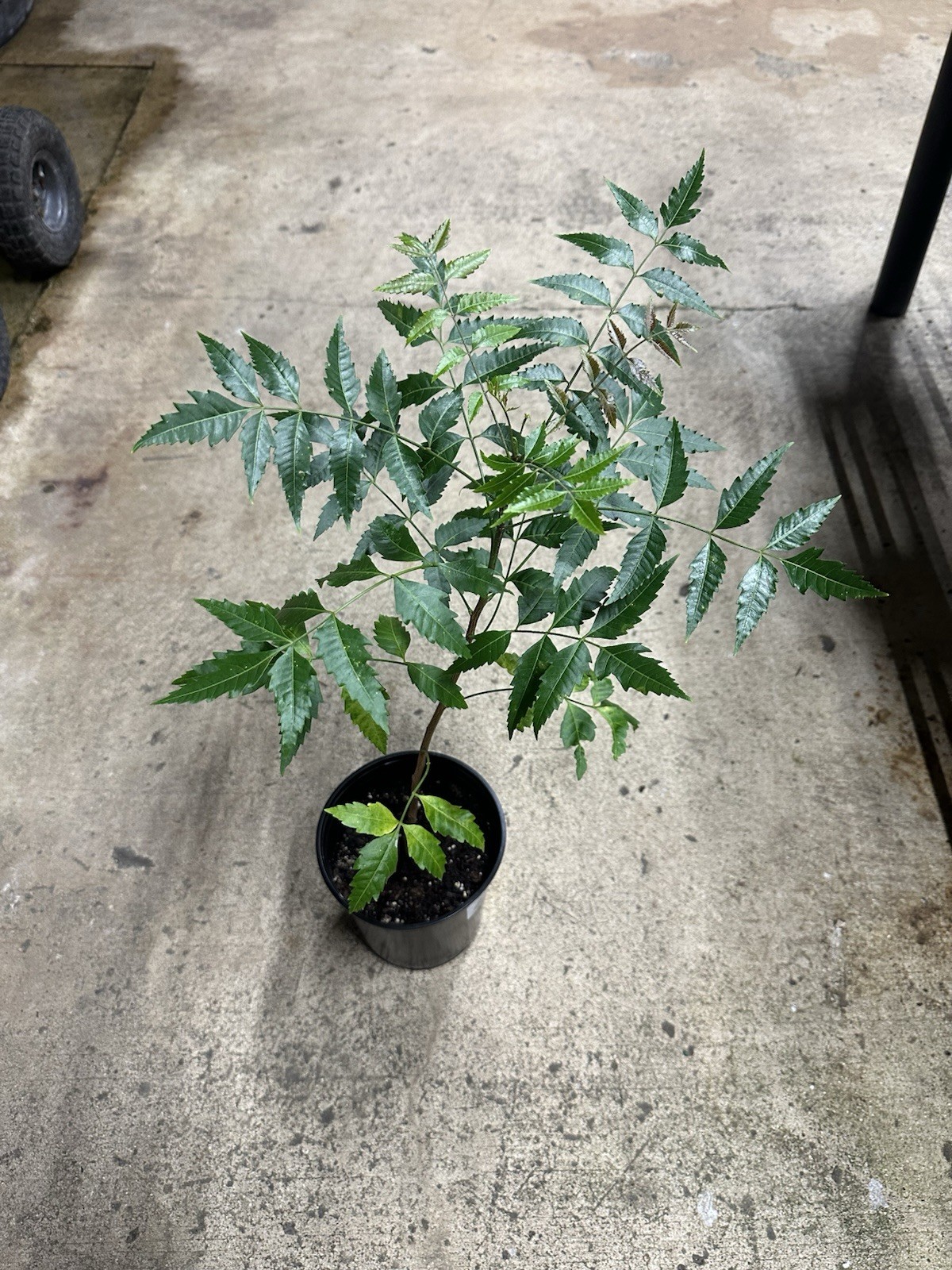 Neem Tree Seedling Live Plant 10-20” Tall Healthy Azadirachta indica Medicinal