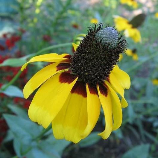 Coneflower CONEHEAD Mix Echinacea 90% Perennials 7 Flower Species USA 400+ Seeds