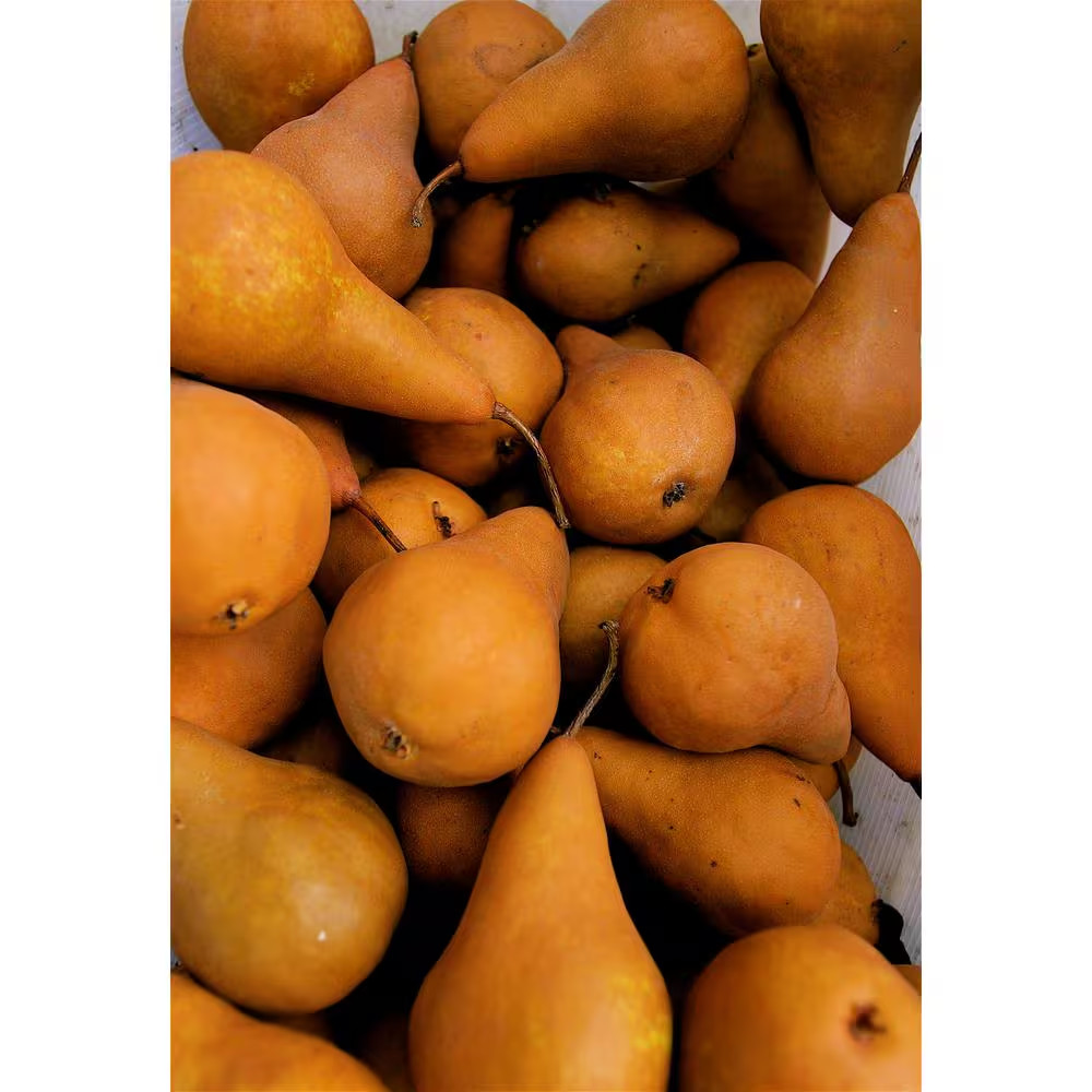 Dwarf Bosc Pear Tree – Sweet and Hardy Cinnamon Brown Pears (Bare-Root, 3 Ft. to