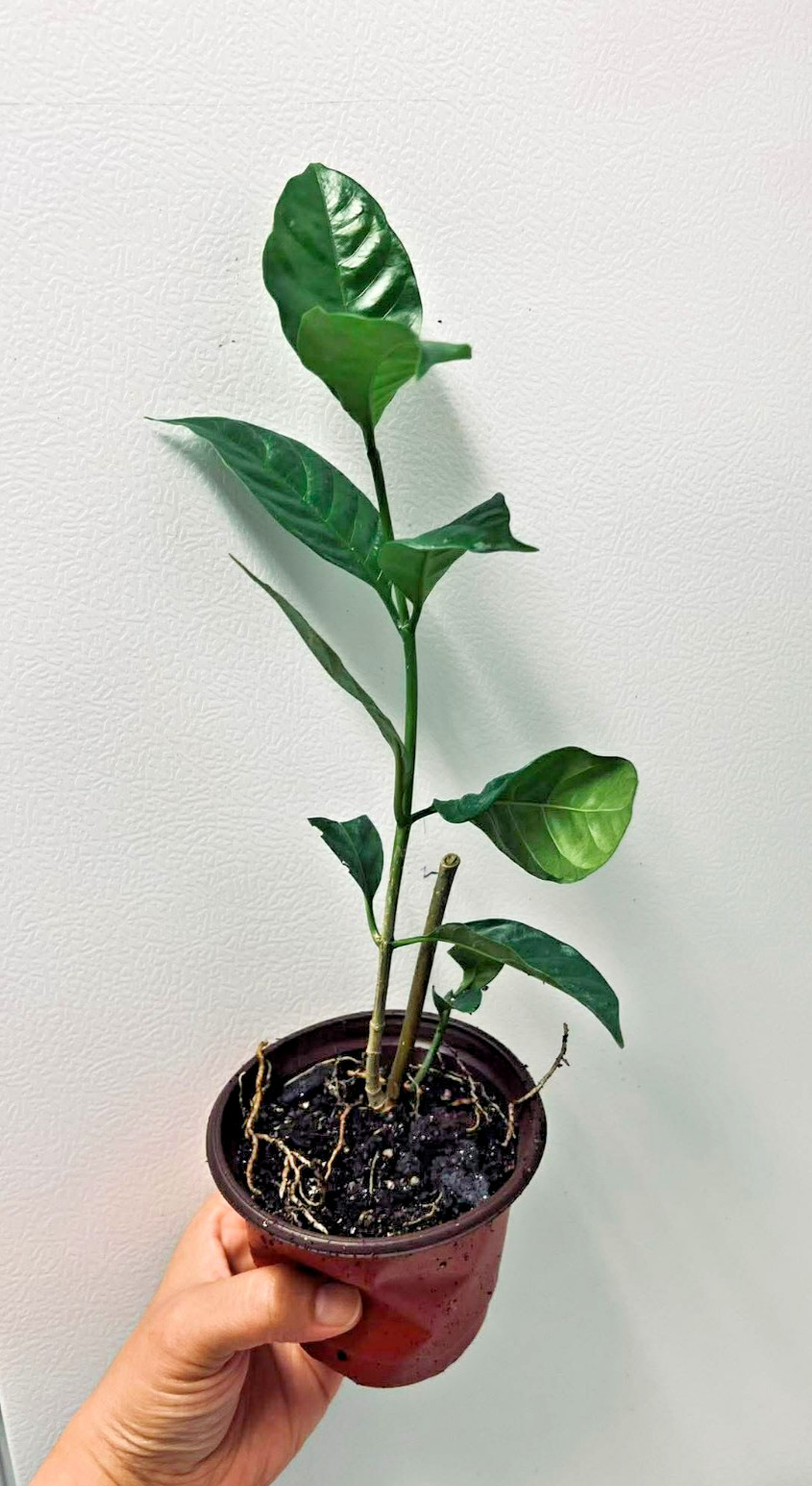 Crape Jasmine Live Plant 4″ Pot Fragrant White Flowers Indoor Outdoor Shrub